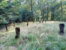 b_150_100_16777215_00_images_malopolskie12_chojnik155.jpg
