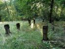 b_150_100_16777215_00_images_malopolskie12_chojnik155b.jpg