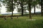 b_150_100_16777215_00_images_malopolskie4_ryglice167.jpg