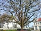 b_150_100_16777215_00_images_malopolskie5_zabno_dab.jpg
