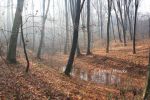 b_150_100_16777215_00_images_malopolskie5_zbgora_buczyna11.jpg