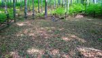 b_150_100_16777215_00_images_podkarpackie3_weglowka.JPG